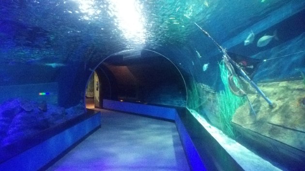 SEA LIFE釜山アクアリウムの海洋トンネル